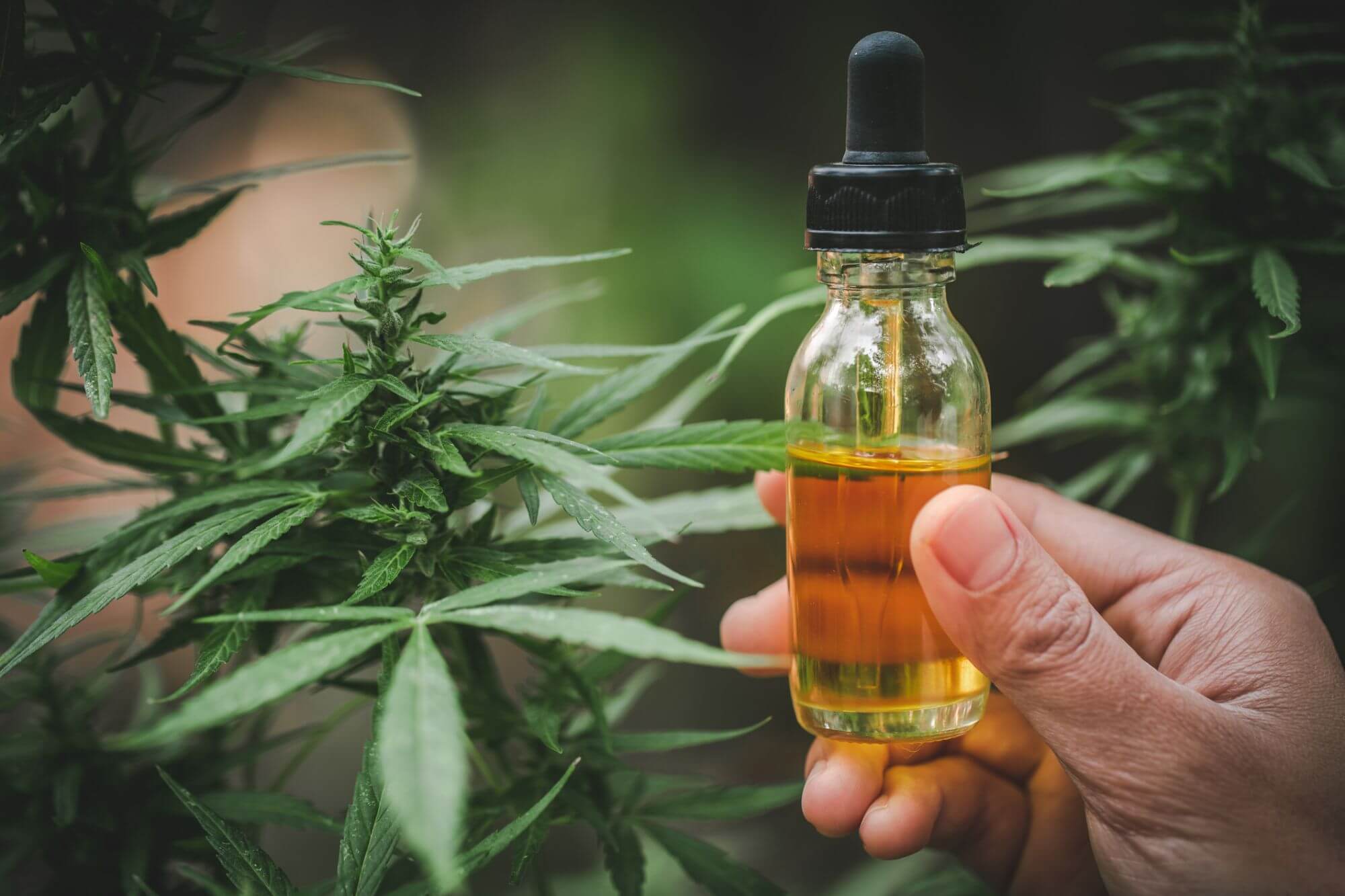 CBD Tinctures to Fight Inflammation, Pain, and Insomnia
